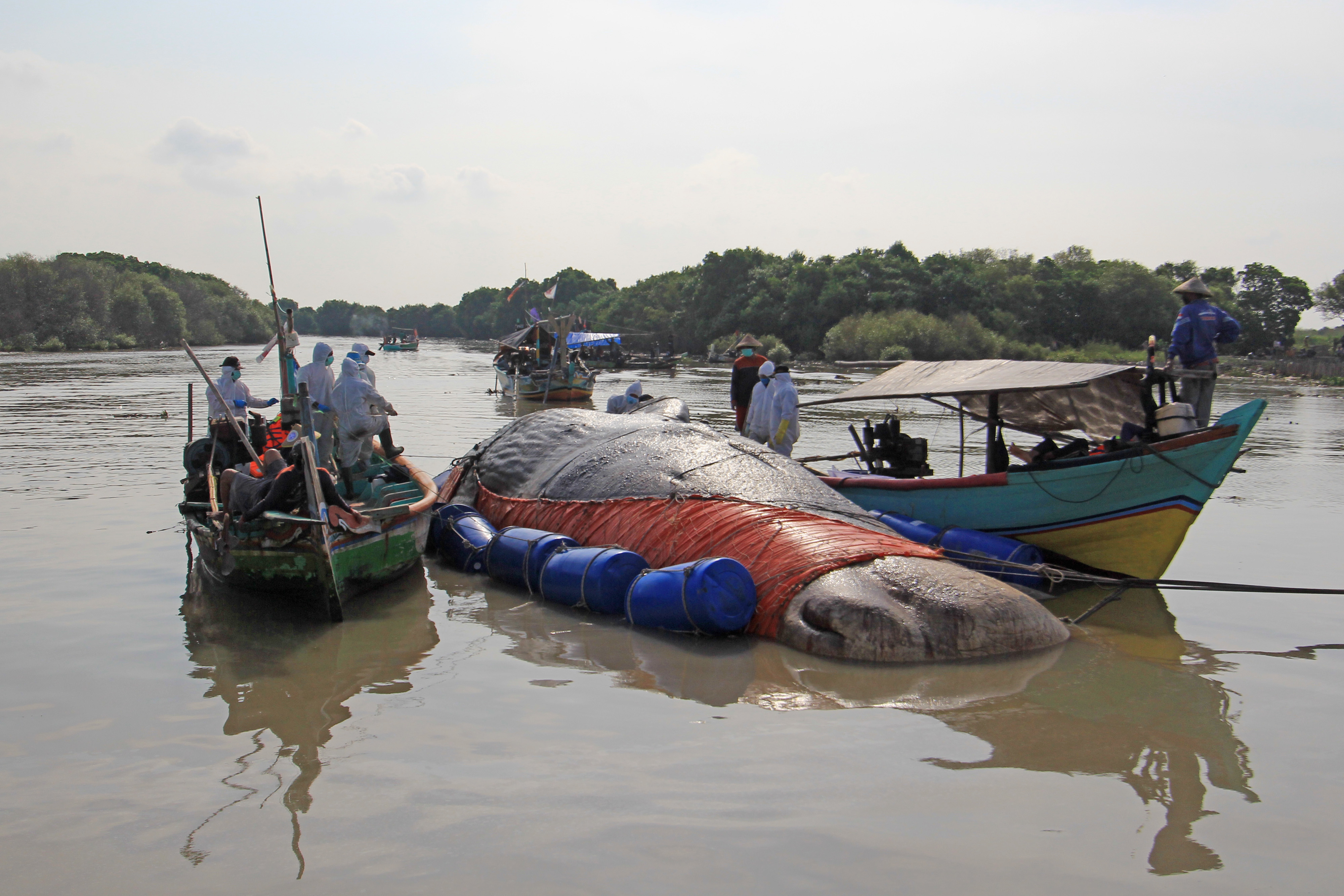 Evakuasi Paus Terdampar