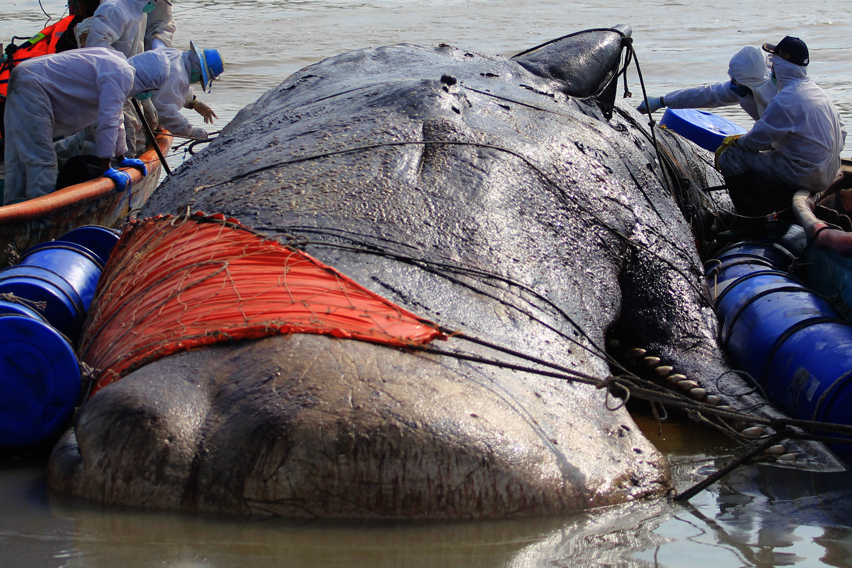 Evakuasi Paus Terdampar