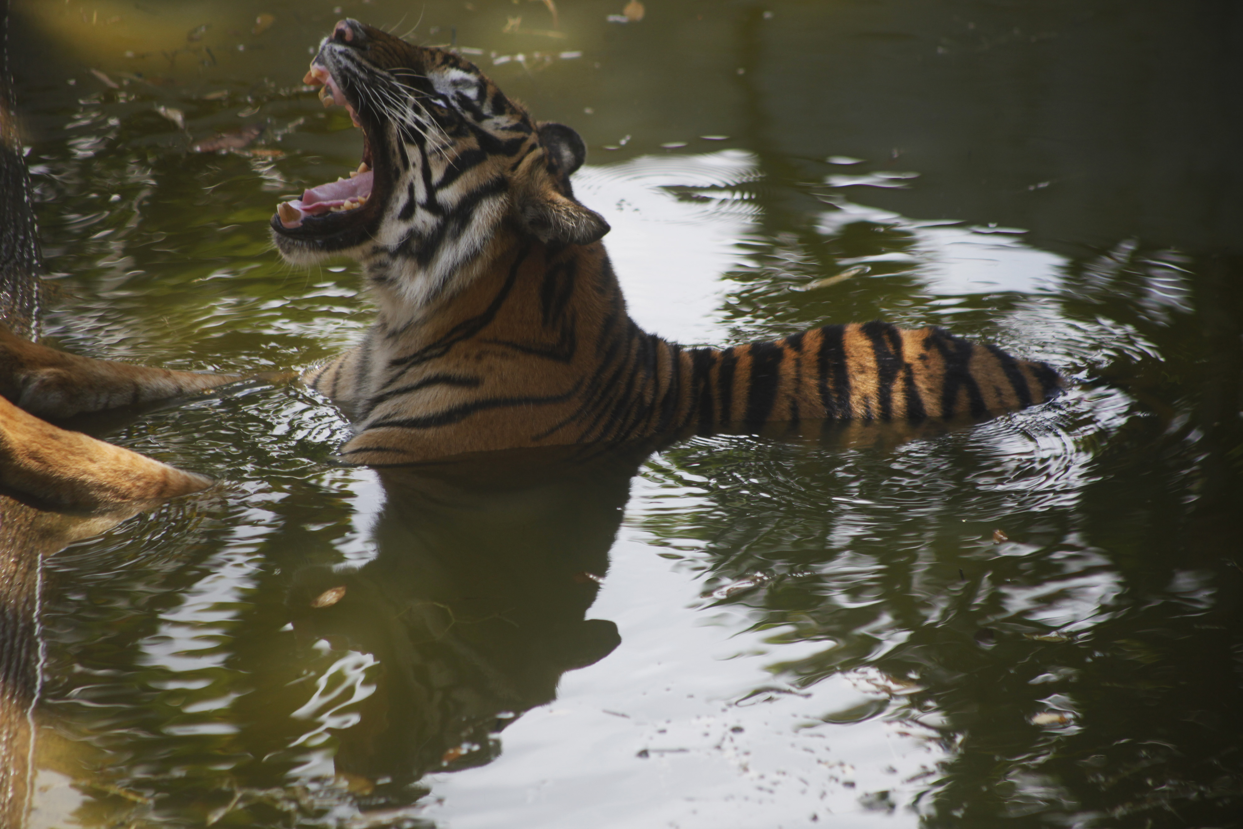 Populasi Harimau Sumatra