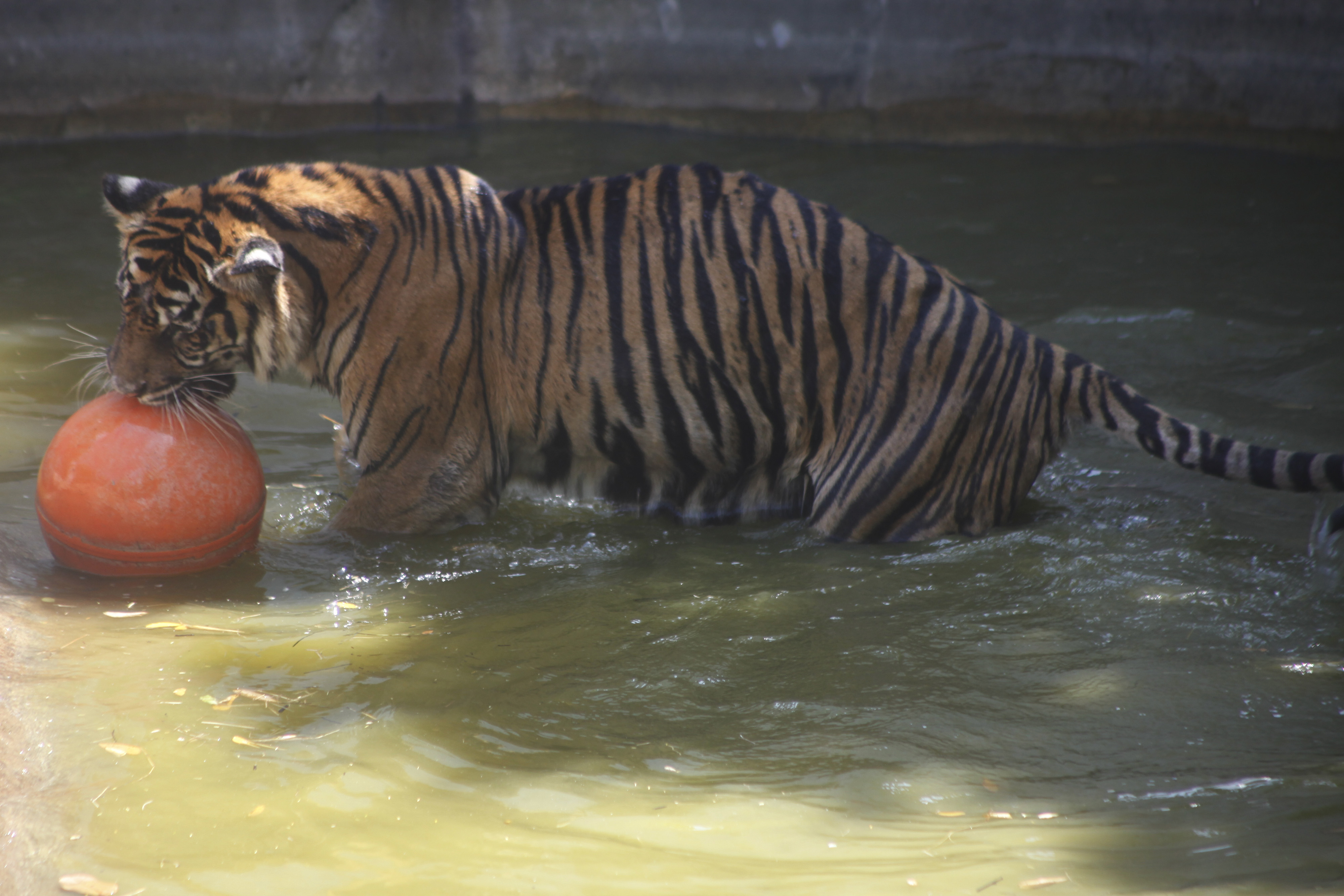 Populasi Harimau Sumatra