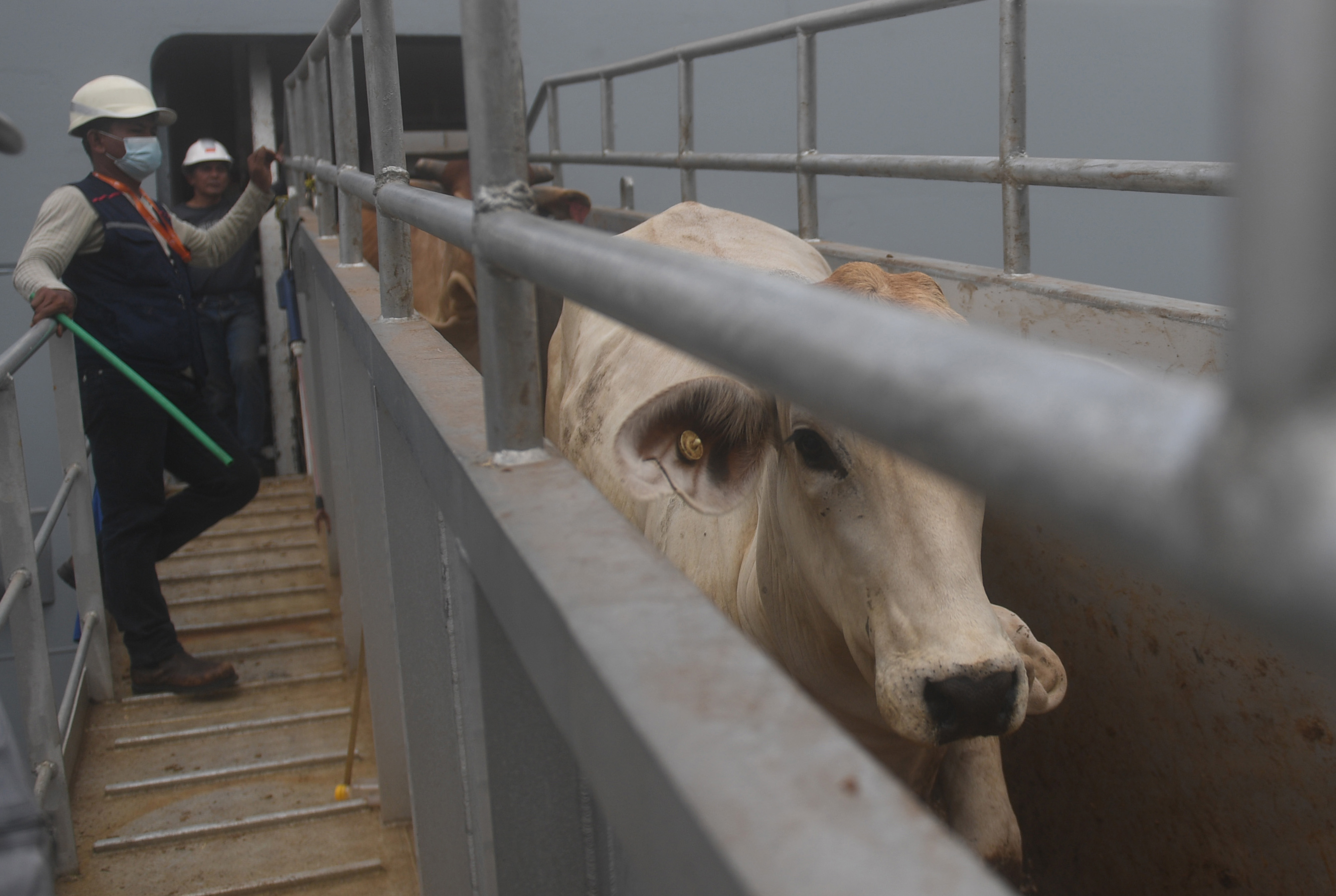 Sapi Impor Kebutuhan Ramadan