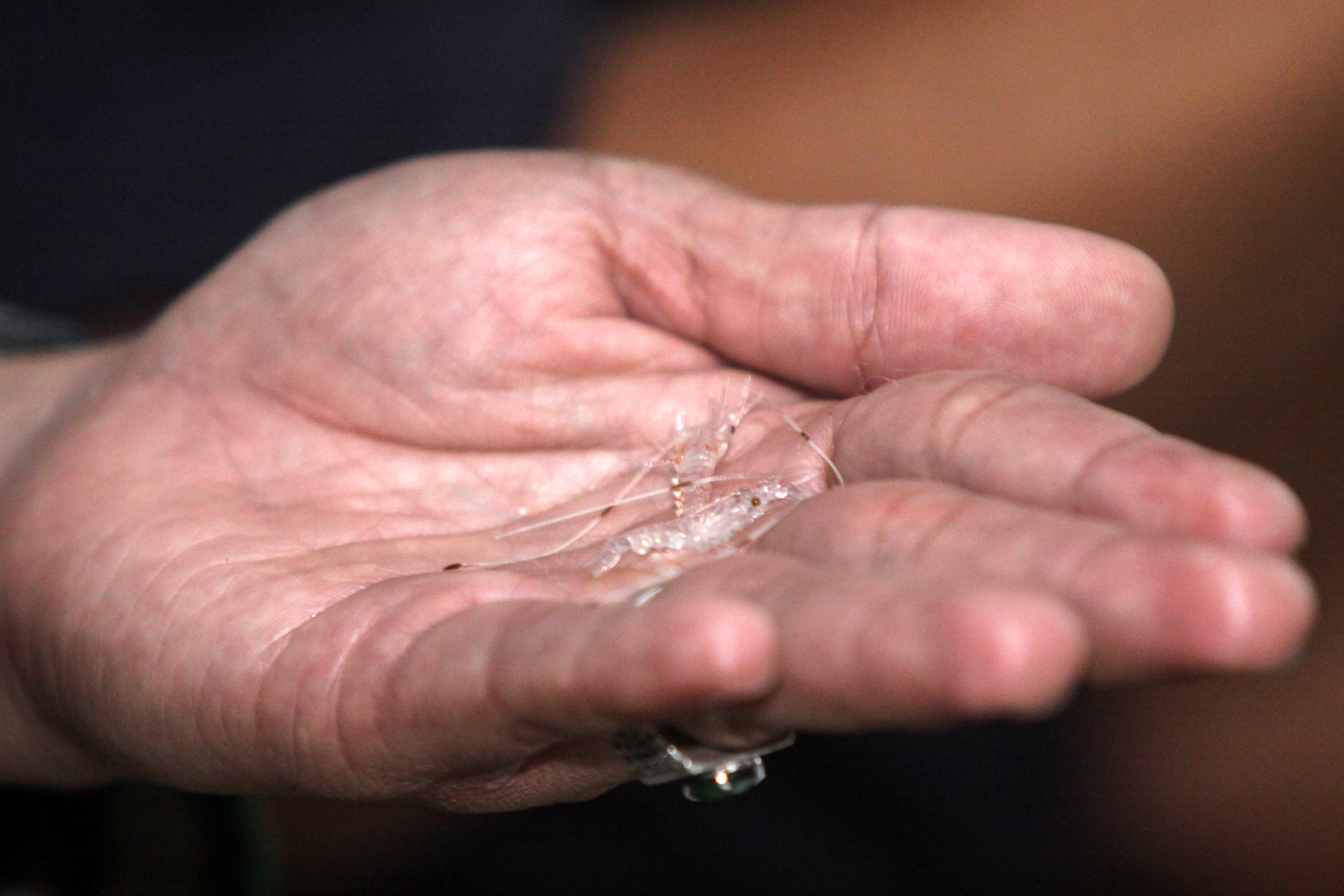 Penyelundupan Benih Lobster