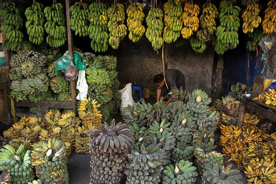 Penjualan Buah Pisang Meningkat di Makasar