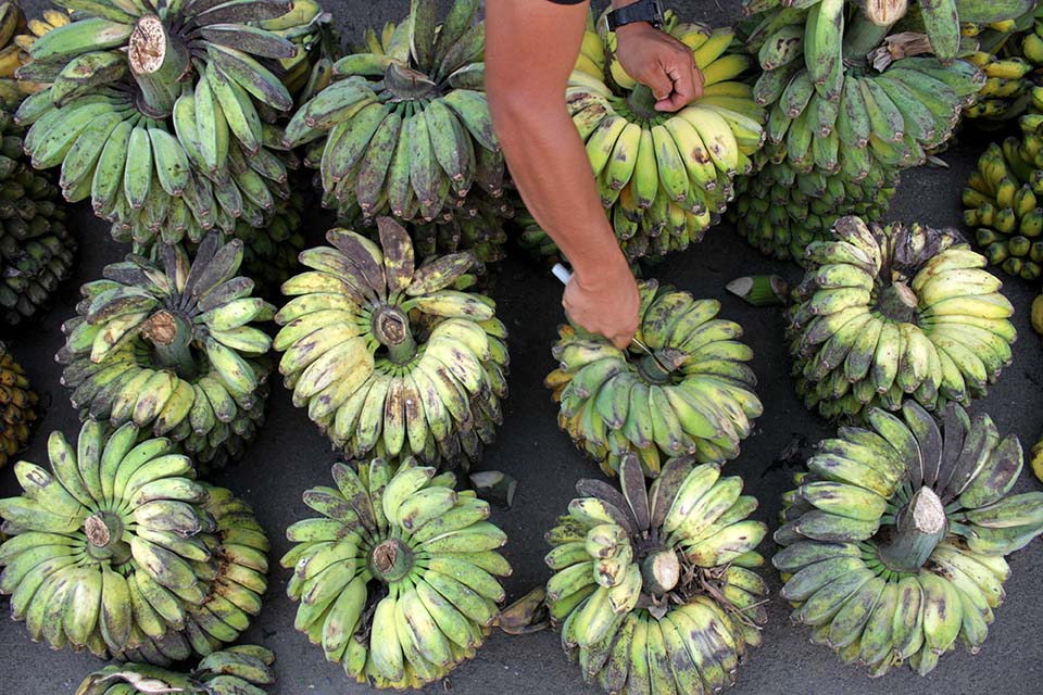 Penjualan Buah Pisang Meningkat di Makasar