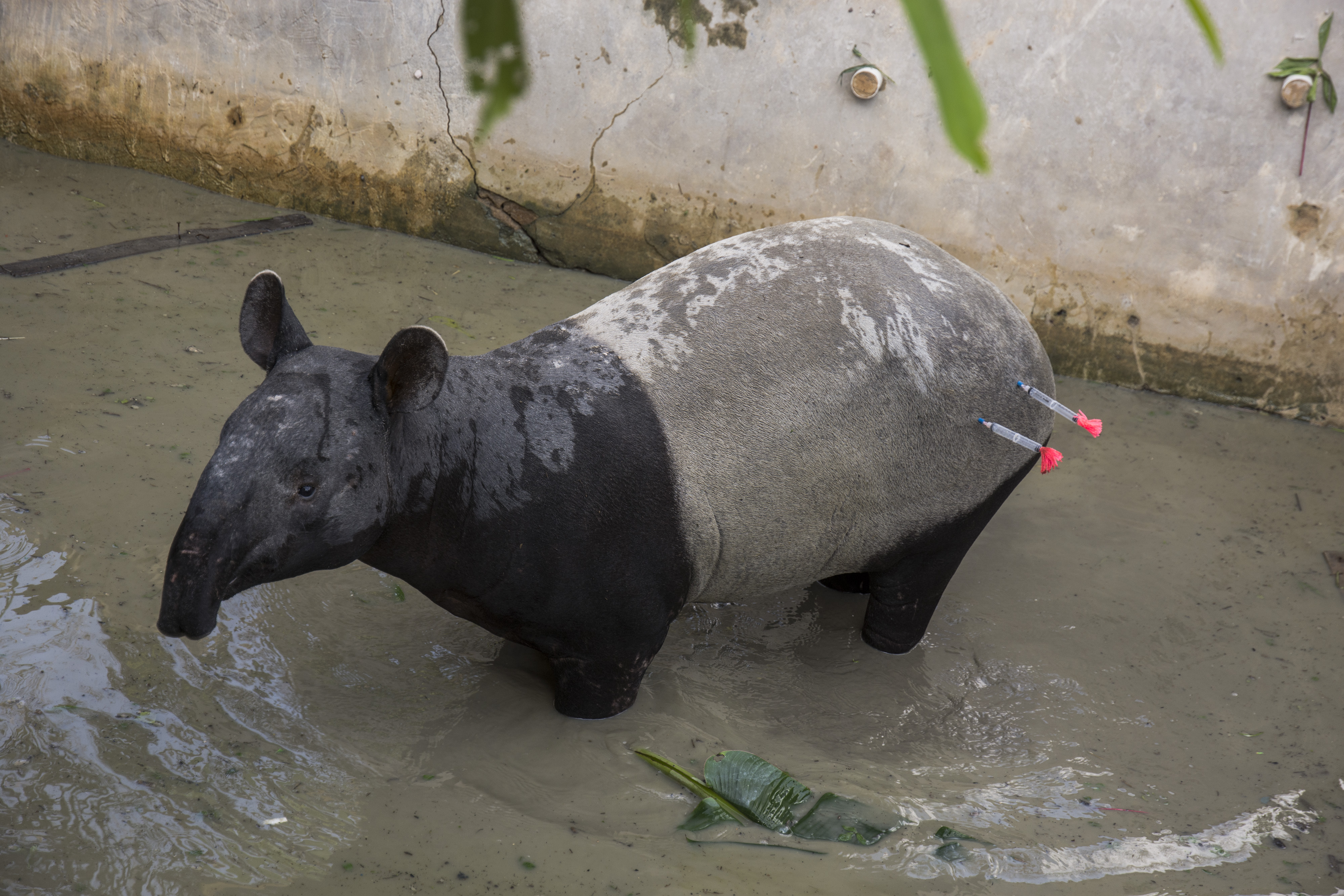 Penyelamatan Tapir Yang Terjebak di Kolam Ikan