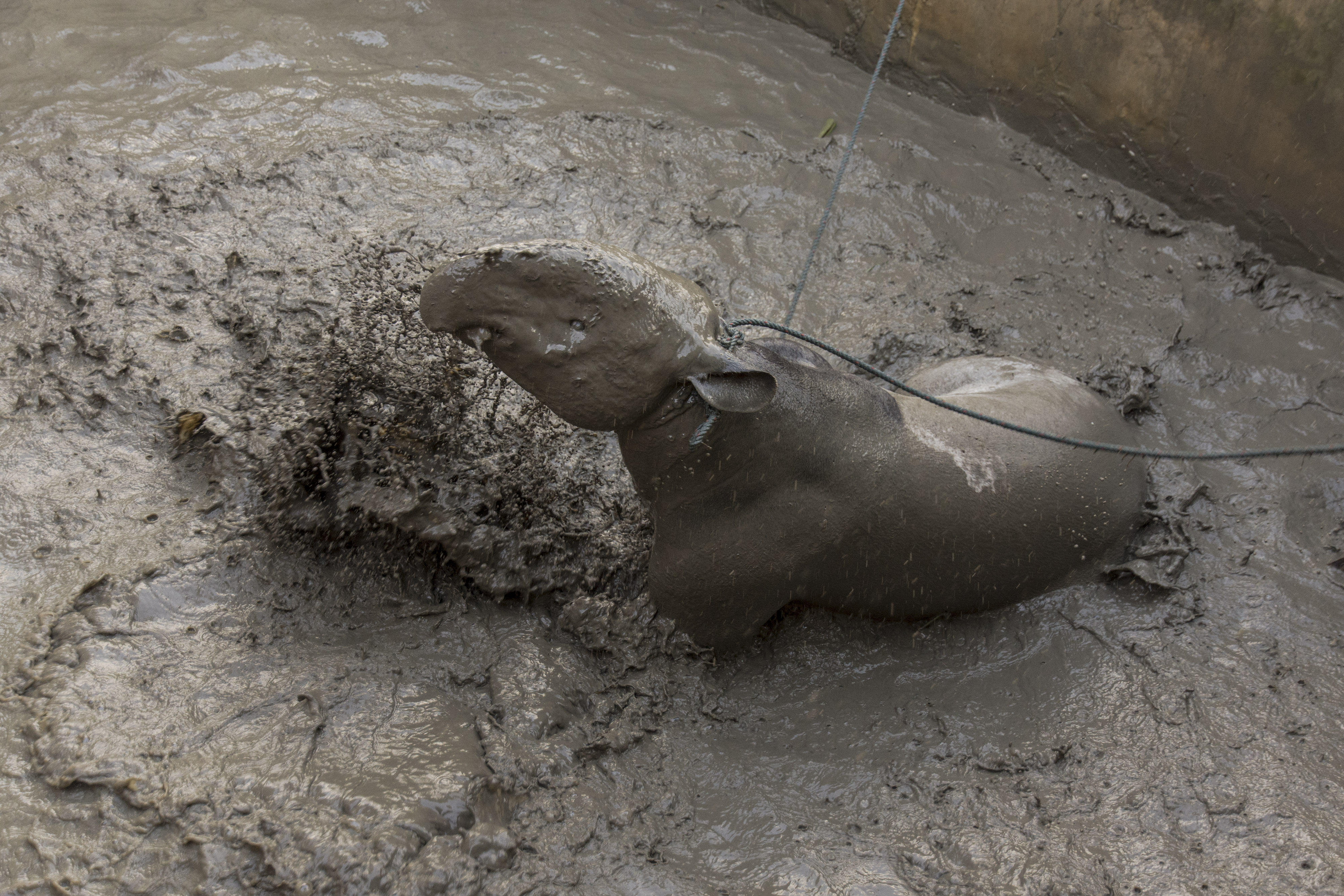 Penyelamatan Tapir Yang Terjebak di Kolam Ikan