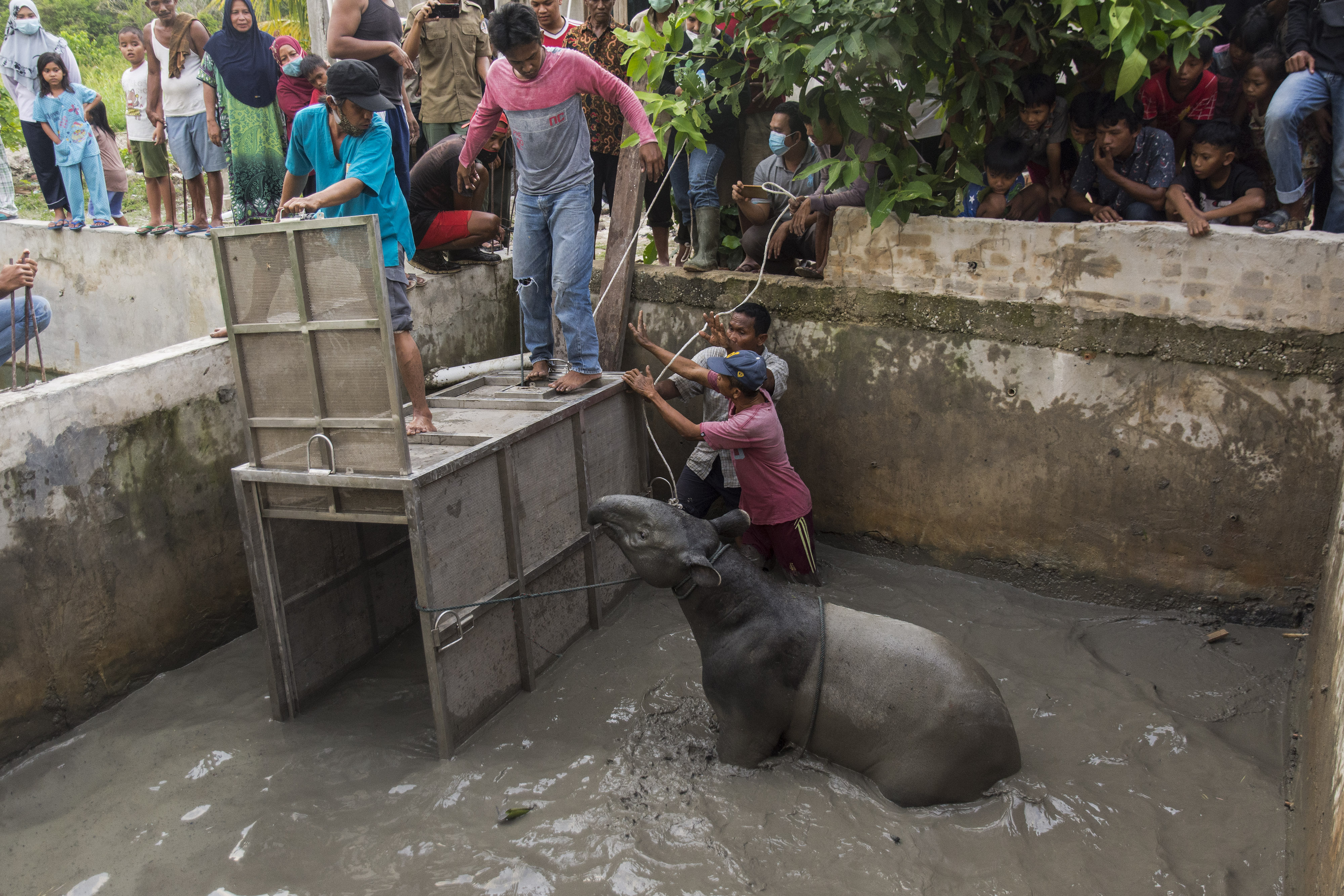 Penyelamatan Tapir Yang Terjebak di Kolam Ikan