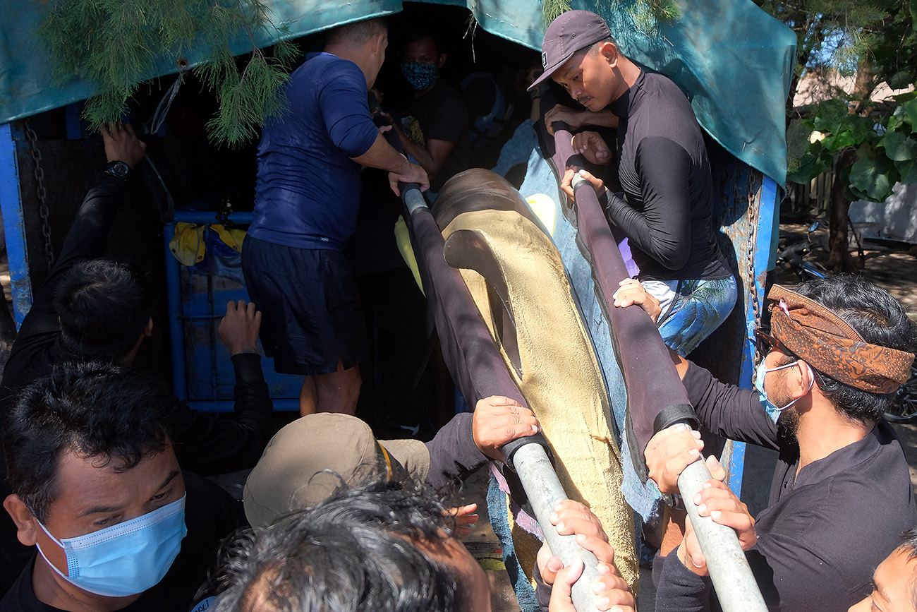 Evakuasi Lumba-Lumba Hidung Botol 