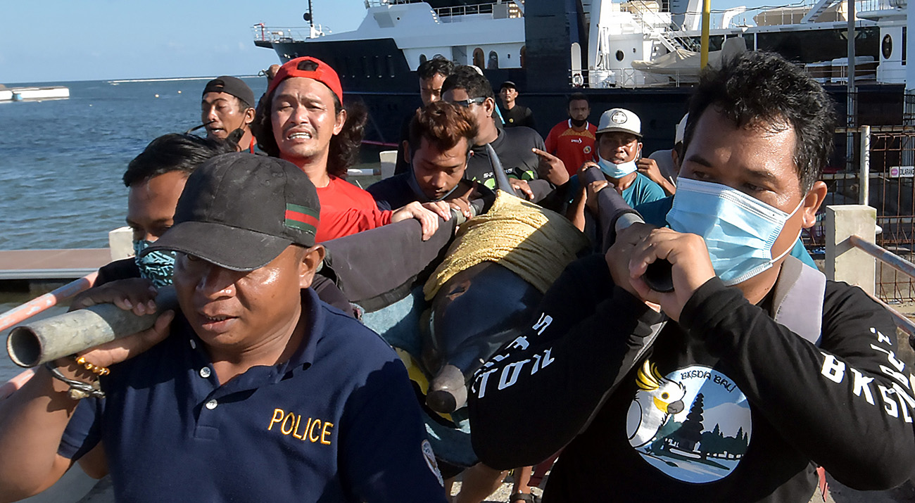 Evakuasi Lumba-Lumba Hidung Botol 