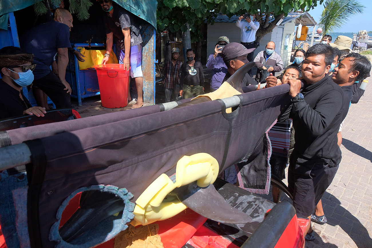 Evakuasi Lumba-Lumba Hidung Botol 