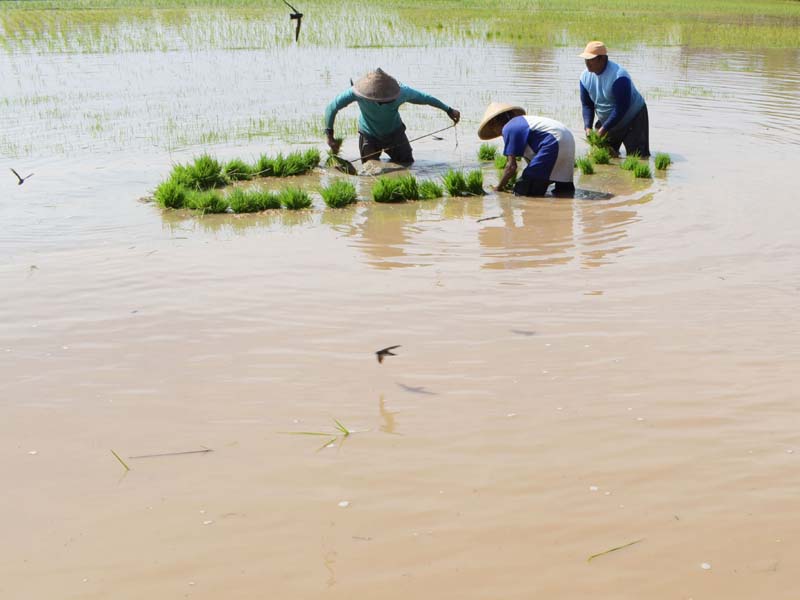 Amankan Bibit Padi Akibat Banjir
