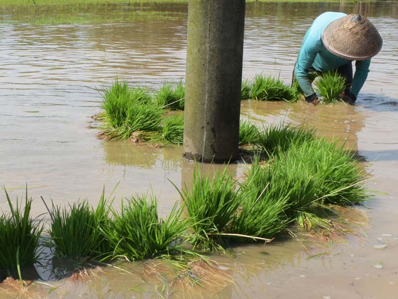 Amankan Bibit Padi Akibat Banjir