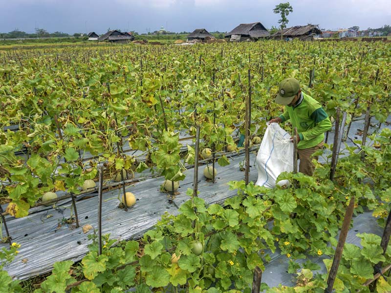 Permintaan Buah Melon Meningkat