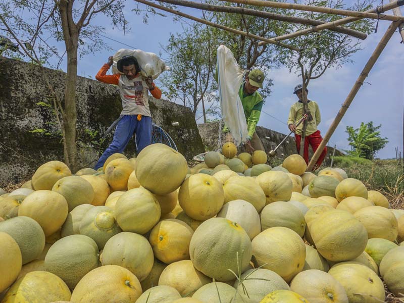 Permintaan Buah Melon Meningkat