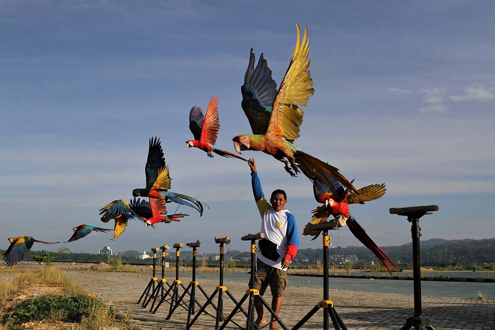 Komunitas Burung Macaw