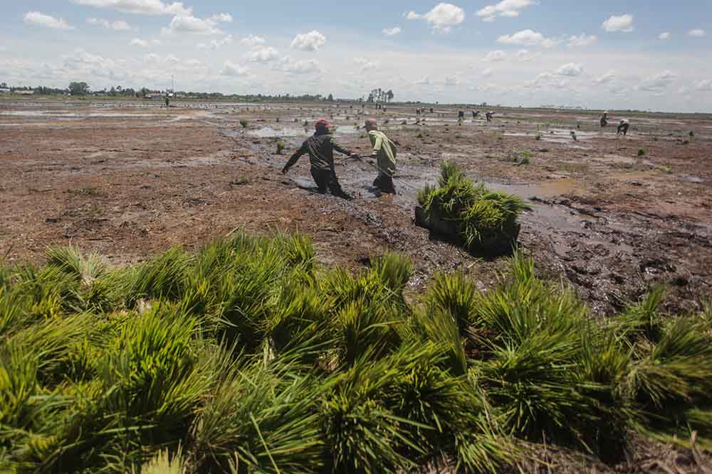 Pengembangan Food Estate di Kalteng