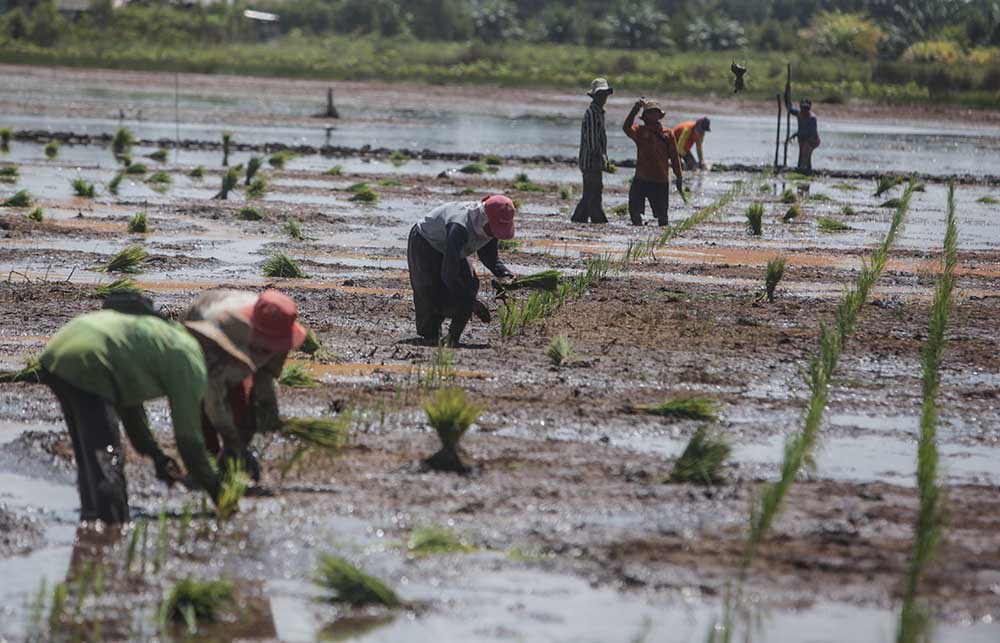 Pengembangan Food Estate di Kalteng