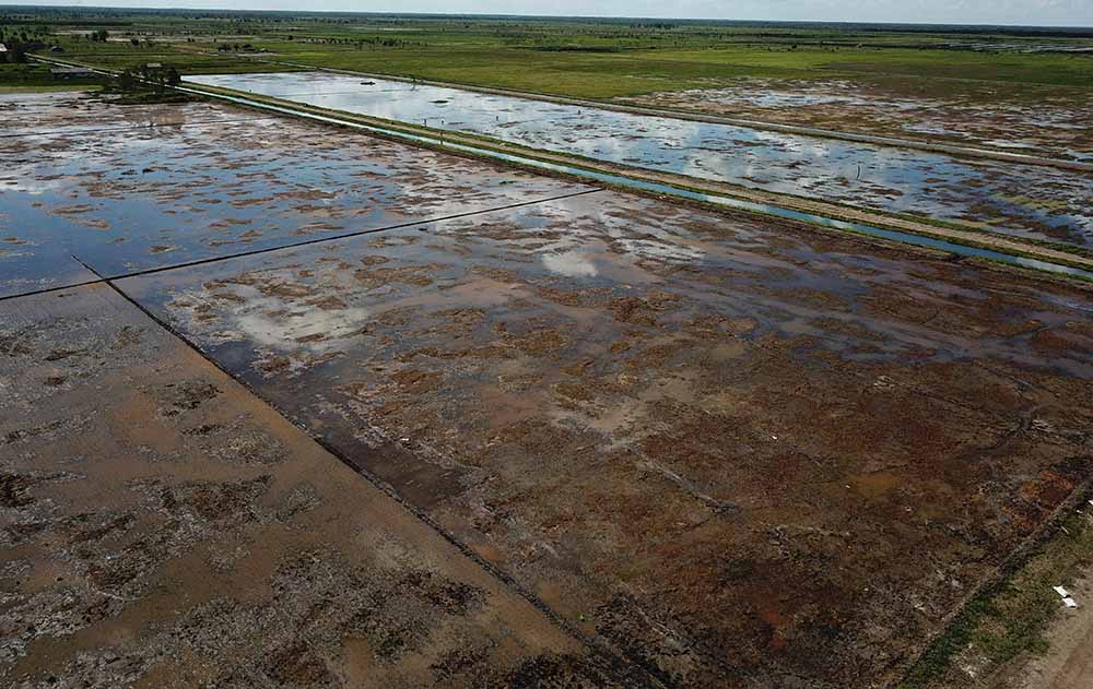 Pengembangan Food Estate di Kalteng