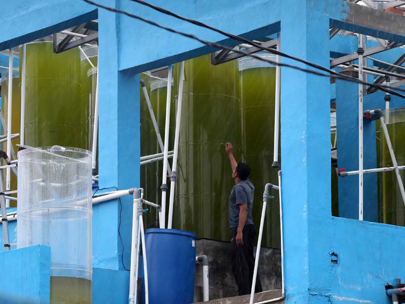 Teknologi Fotobioreaktor Kementerian Kelautan dan Perikanan