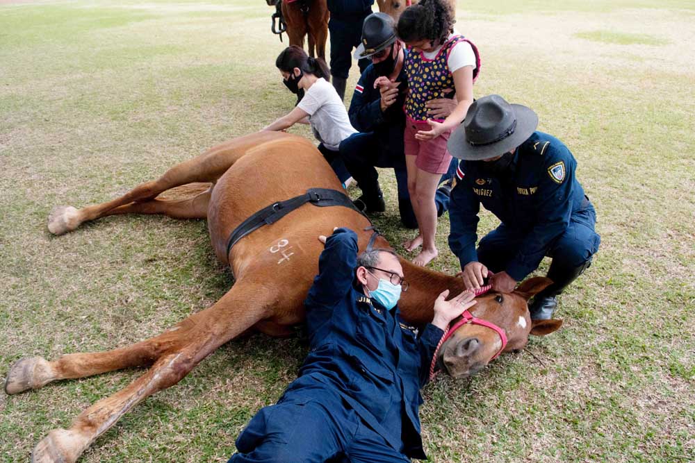 Mengatasi Kondisi Kesehatan Fisik dan Mental dengan Terapi Kuda 