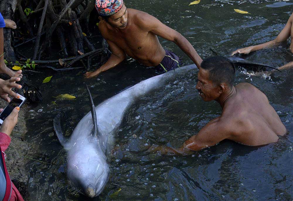 Lumba-Lumba Terdampar di Tambak Ikan