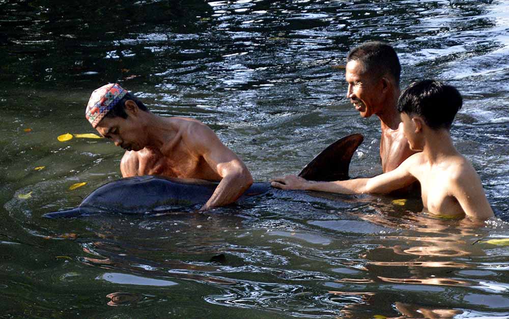 Lumba-Lumba Terdampar di Tambak Ikan