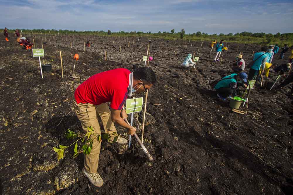 Penanaman Satu Juta Pohon di Kalsel