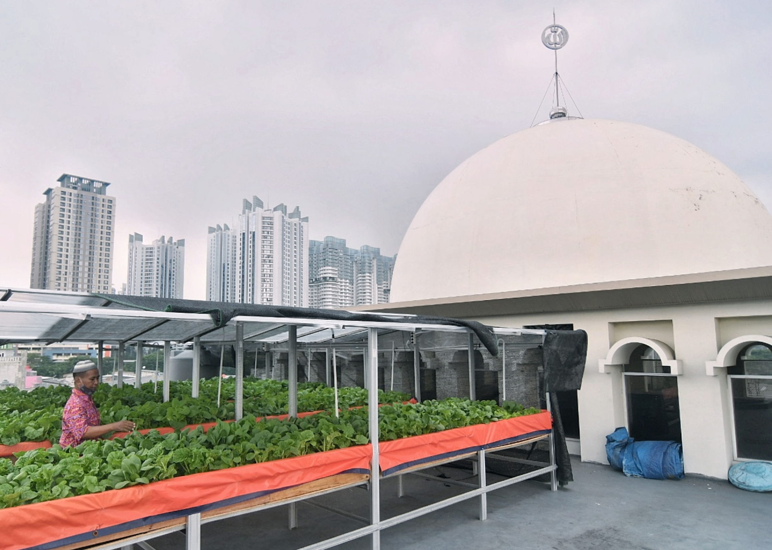 Memanfaatkan Atap Masjid untuk Berkebun