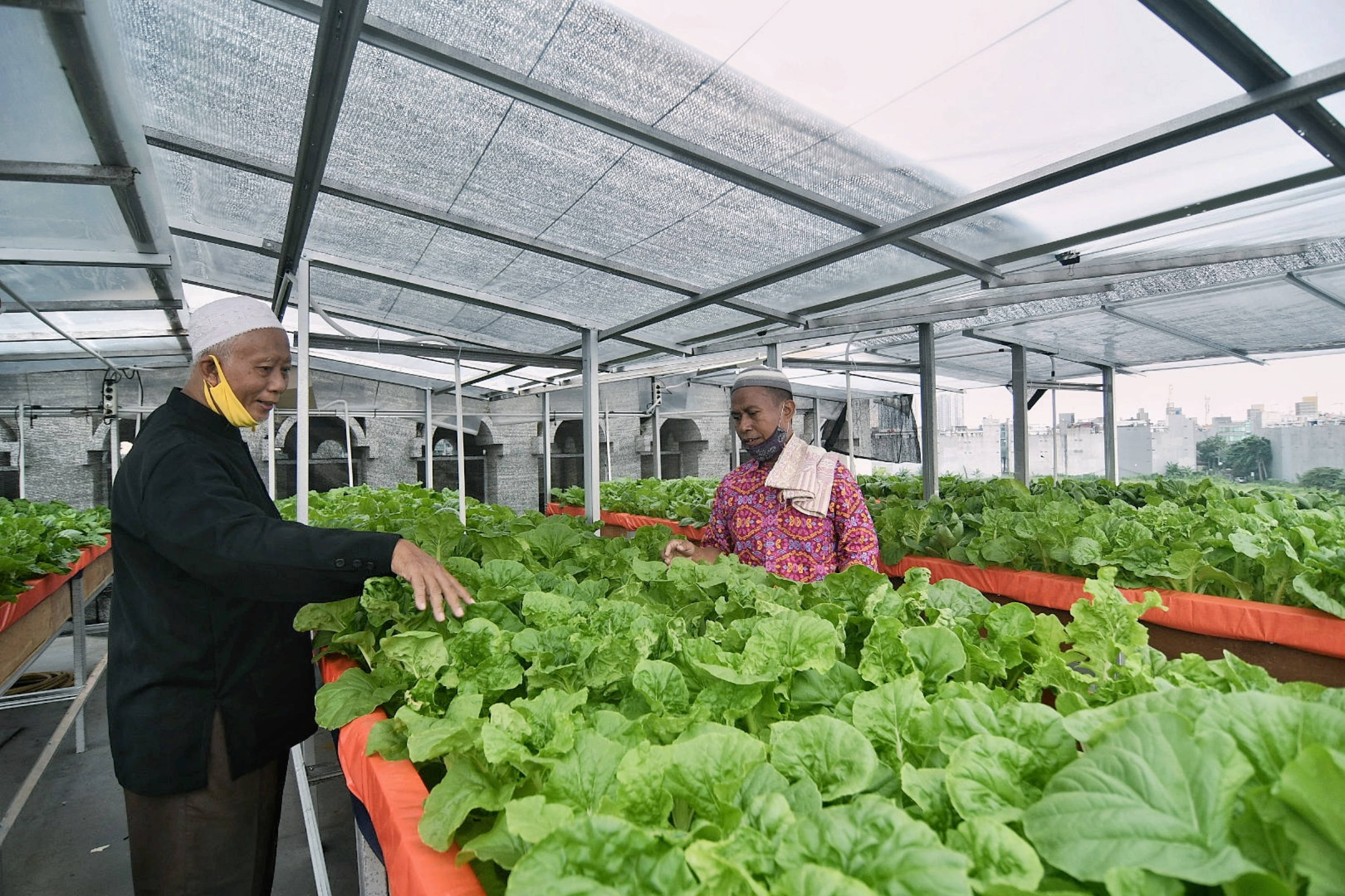 Memanfaatkan Atap Masjid untuk Berkebun