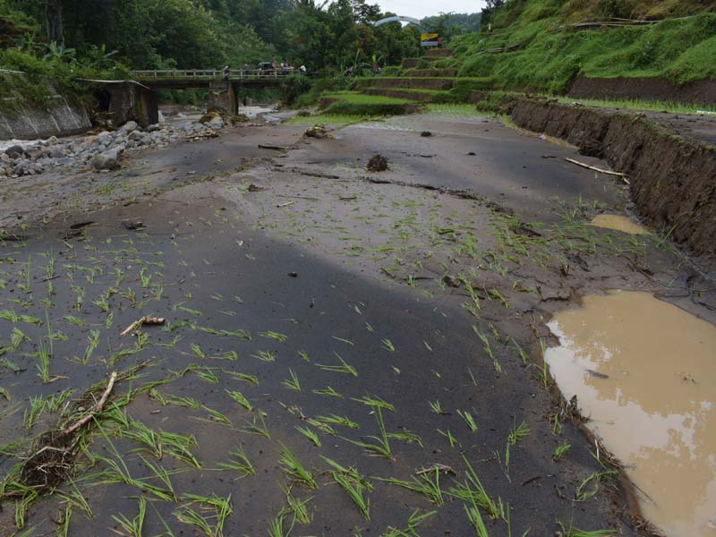 Sawah Rusak Akibat Banjir