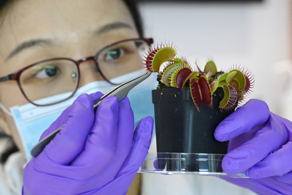 Peneliti Ajak Tanaman Berkomunikasi via Alat Berteknologi Tinggi