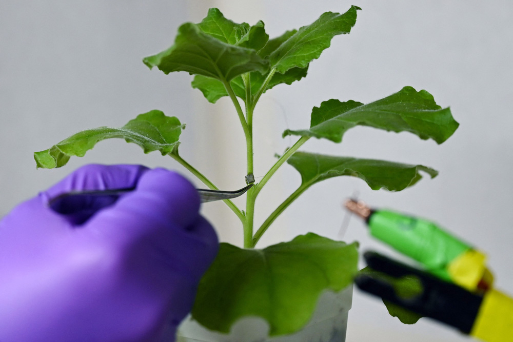 Peneliti Ajak Tanaman Berkomunikasi via Alat Berteknologi Tinggi