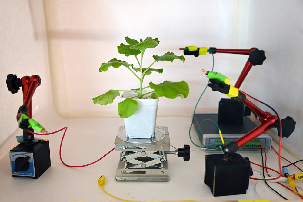 Peneliti Ajak Tanaman Berkomunikasi via Alat Berteknologi Tinggi
