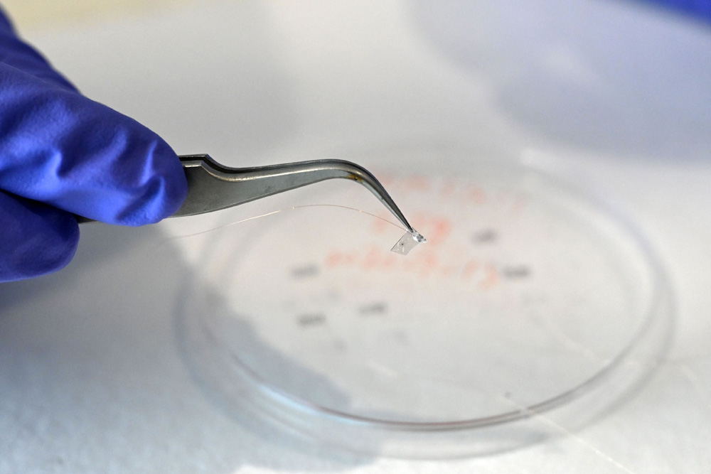 Peneliti Ajak Tanaman Berkomunikasi via Alat Berteknologi Tinggi