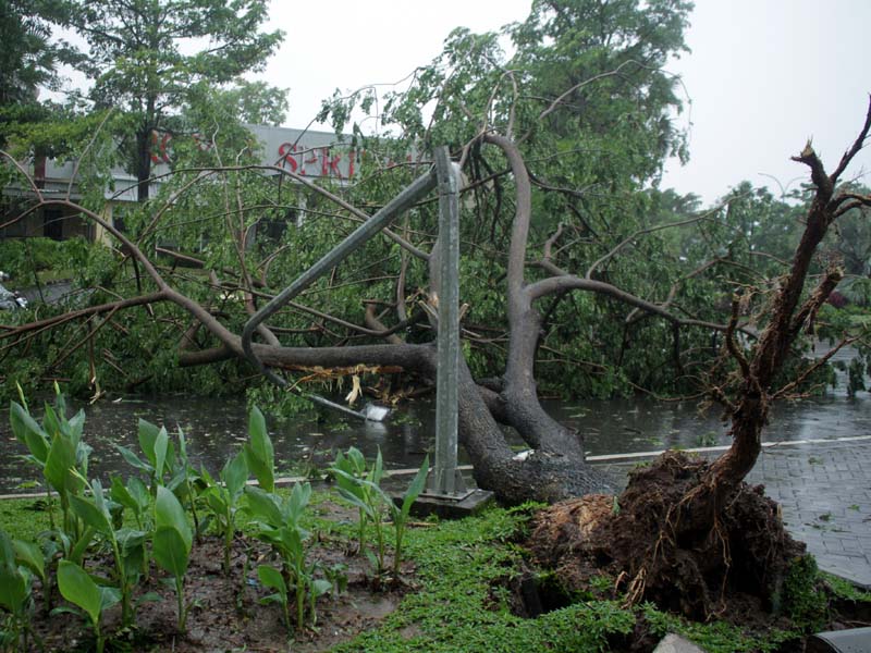 Pohon Tumbang Akibat Angin Kencang