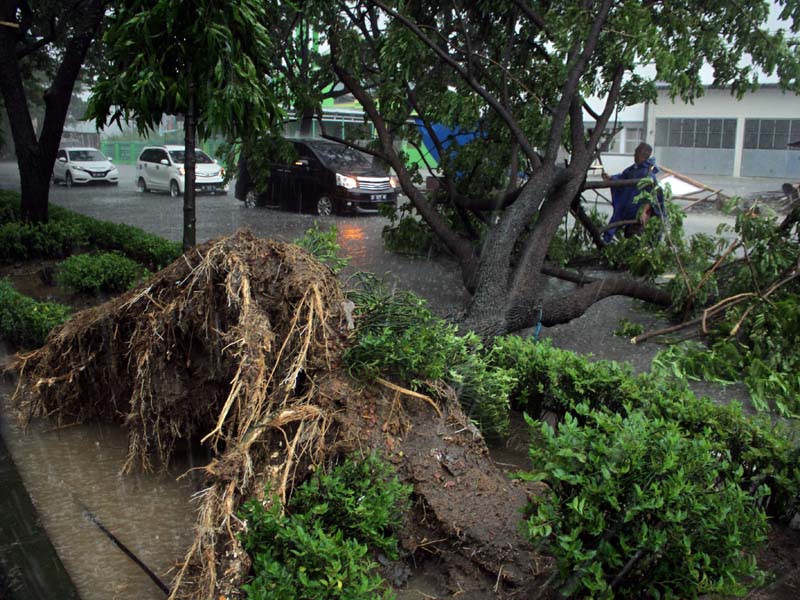 Pohon Tumbang Akibat Angin Kencang