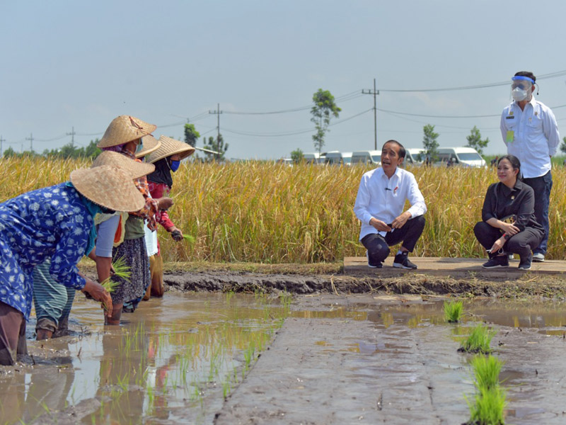 Jokowi Ingin Pastikan Produksi Padi Mencukupi