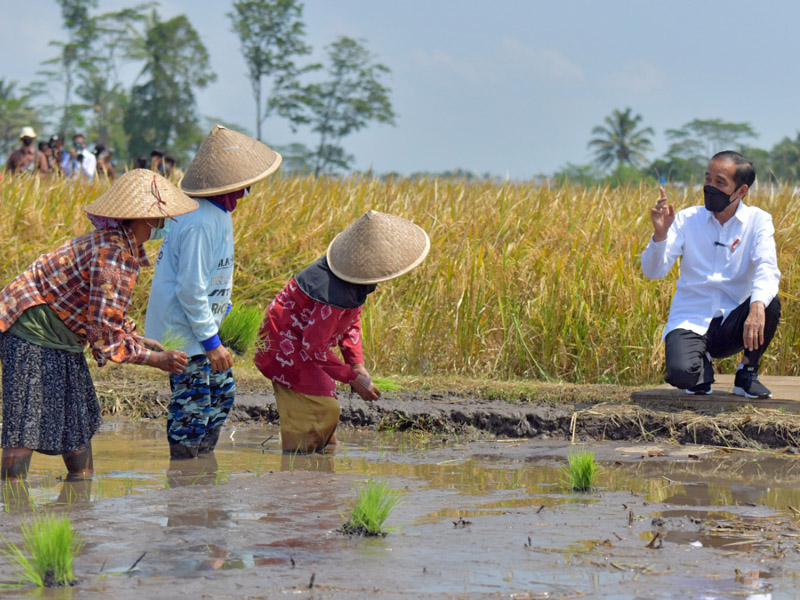 Jokowi Ingin Pastikan Produksi Padi Mencukupi