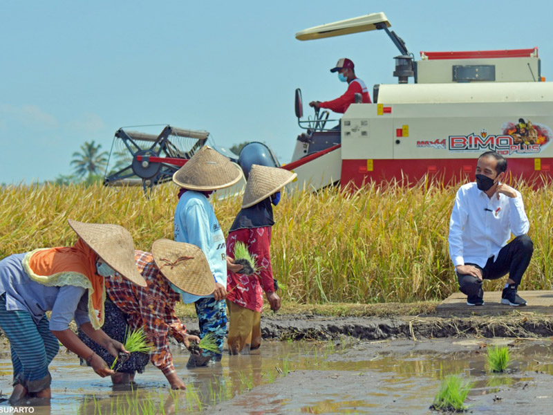 Jokowi Ingin Pastikan Produksi Padi Mencukupi