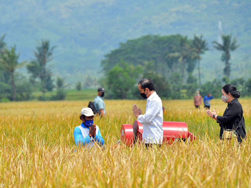 Jokowi Ingin Pastikan Produksi Padi Mencukupi