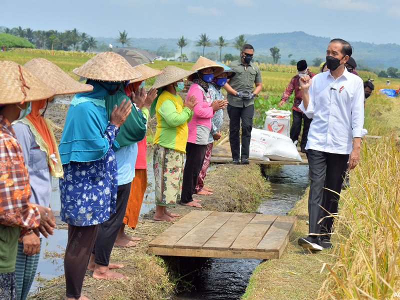 Jokowi Ingin Pastikan Produksi Padi Mencukupi