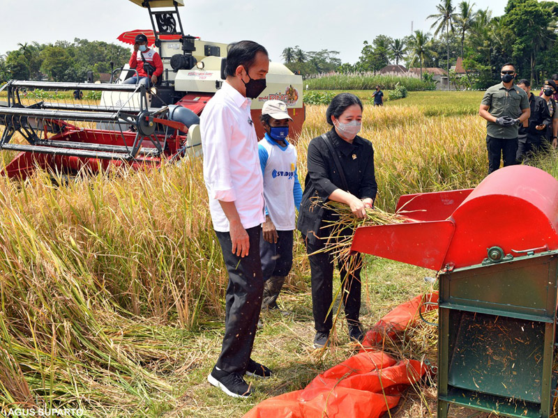 Jokowi Ingin Pastikan Produksi Padi Mencukupi