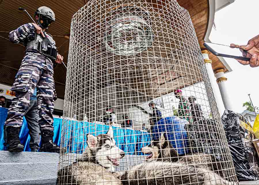Penyelundupan Anjing Jenis Husky di Pelabuhan Jayapura 