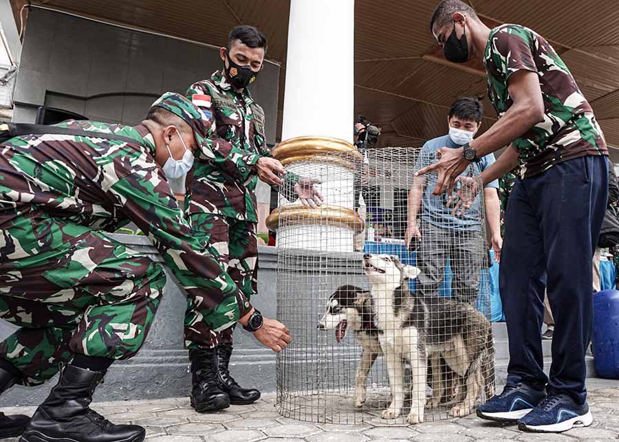 Penyelundupan Anjing Jenis Husky di Pelabuhan Jayapura 