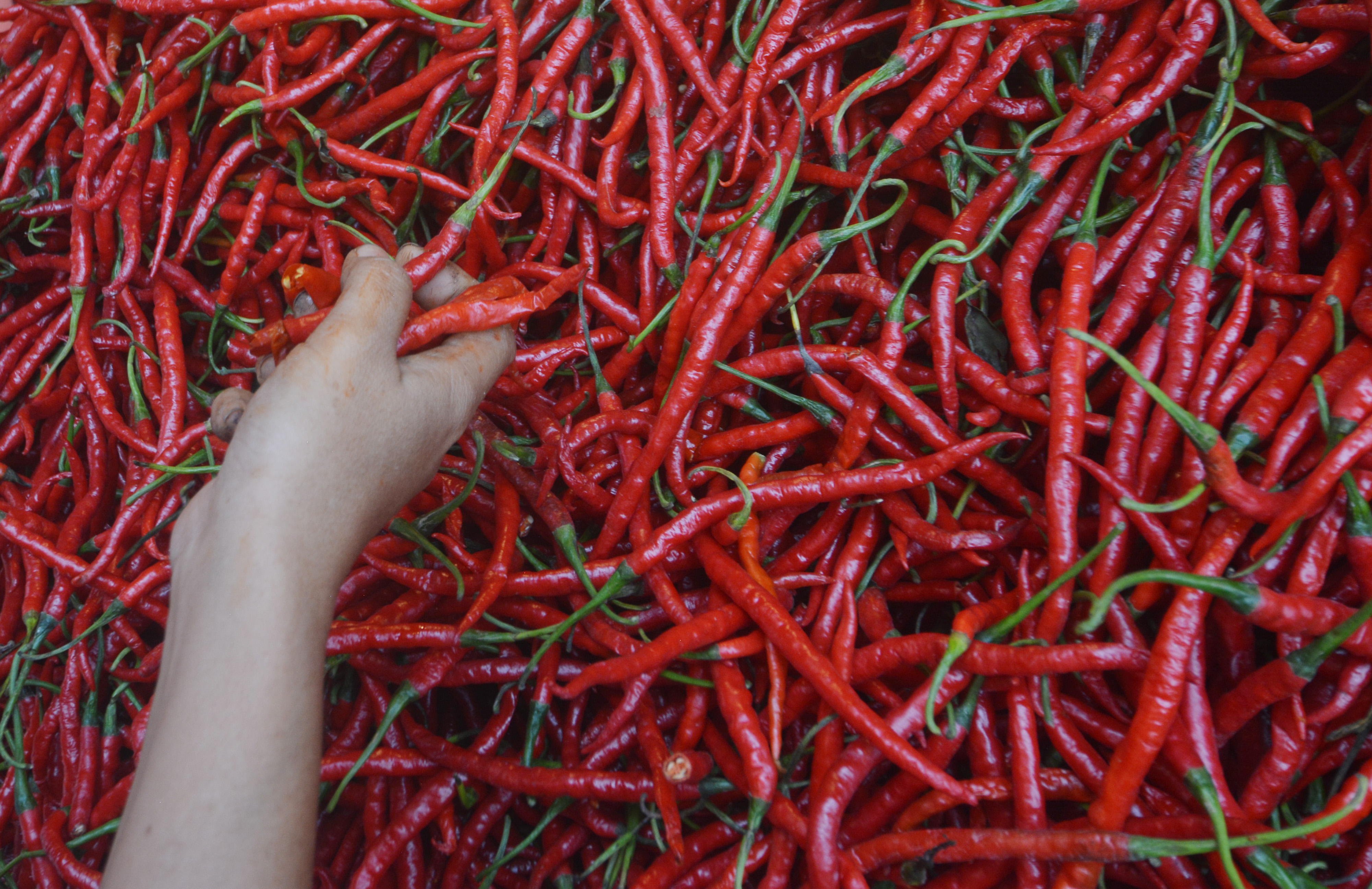 Harga Cabai Merah di Pasar Raya Padang Turun