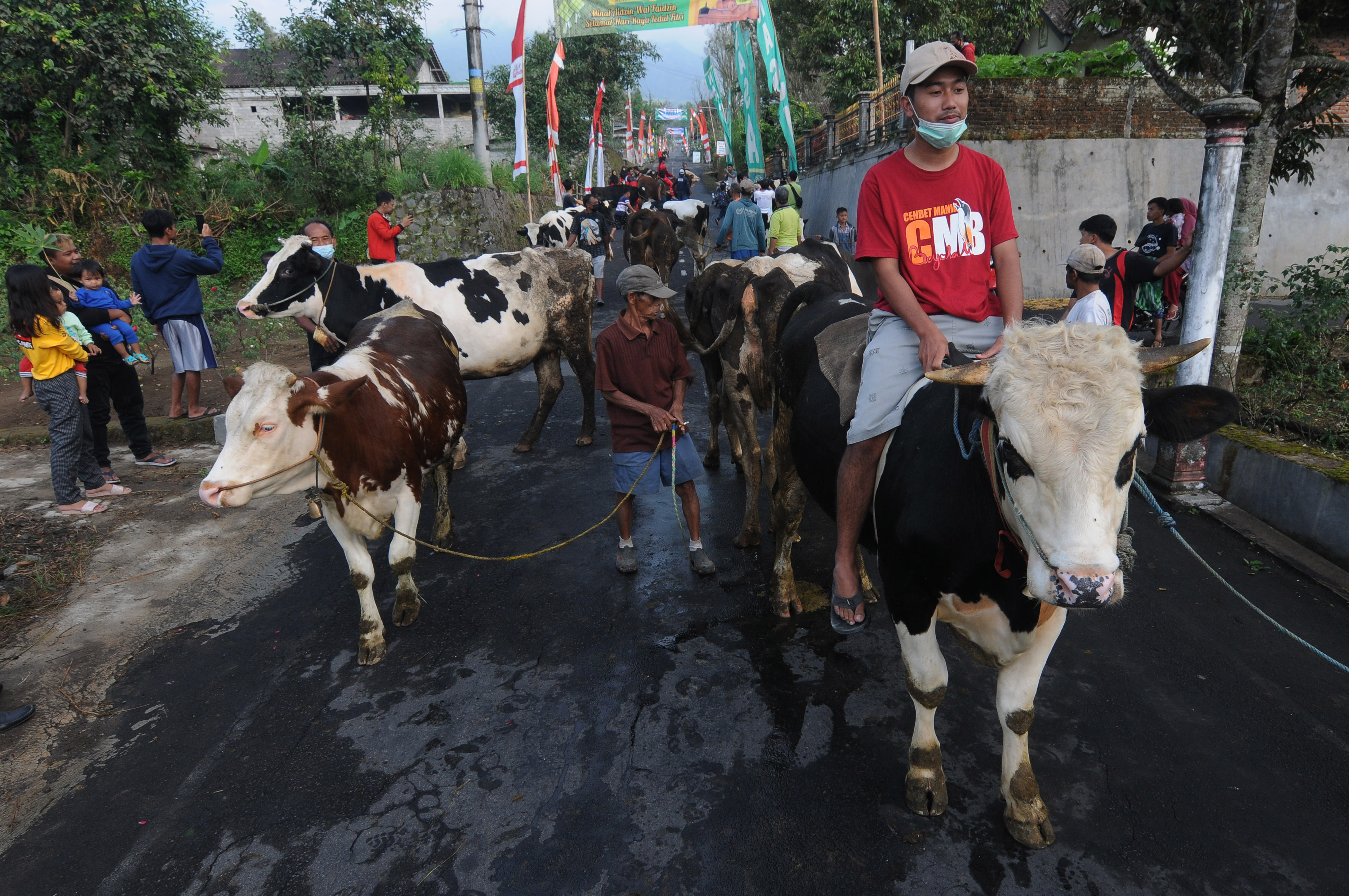Tradisi Lebaran Sapi Di Kaki Gunung Merapi
