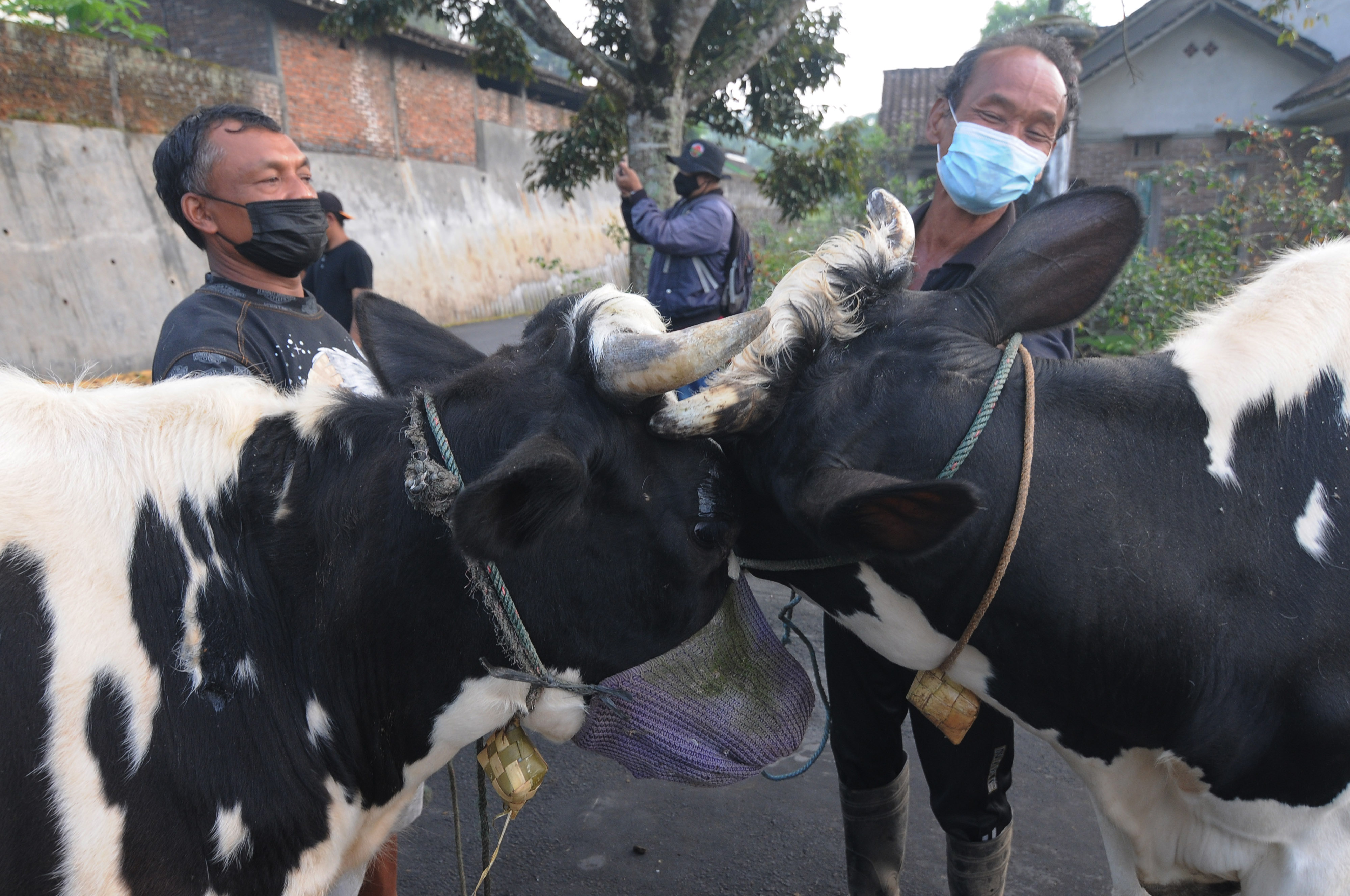 Tradisi Lebaran Sapi Di Kaki Gunung Merapi
