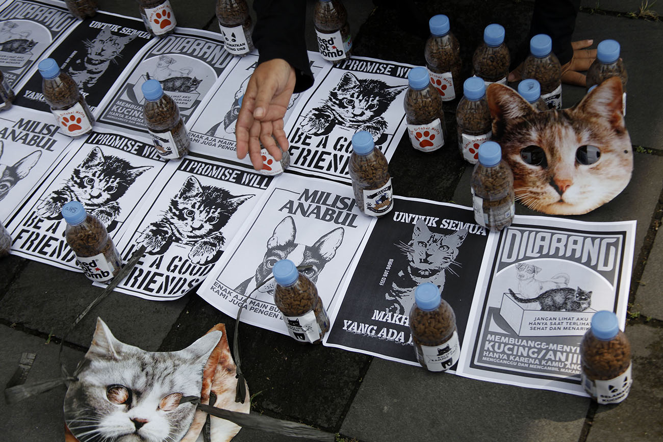Aksi Peduli Kucing Jalanan