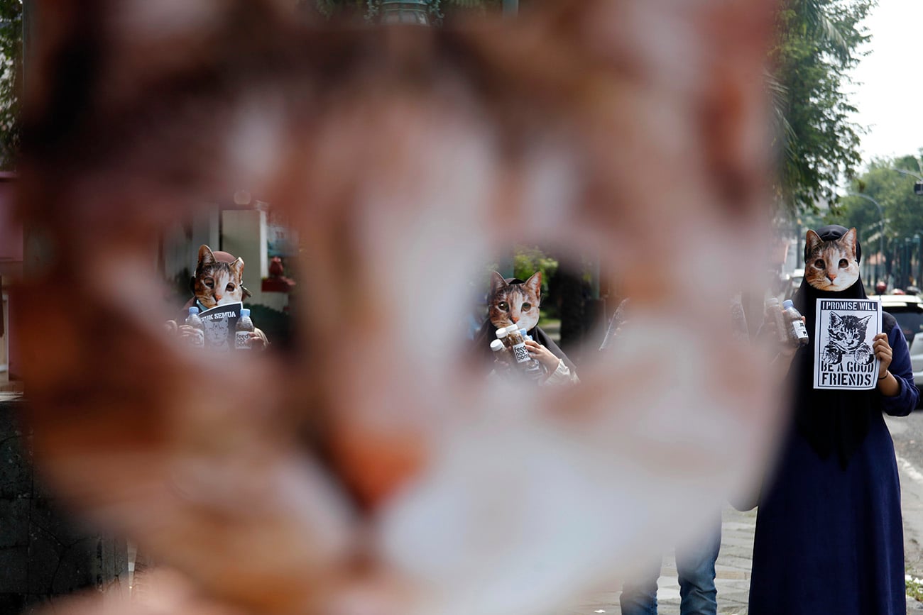 Aksi Peduli Kucing Jalanan