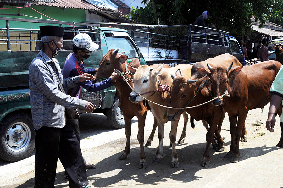 Harga Sapi di Pamekasan Naik Hingga Rp1,5 Juta 